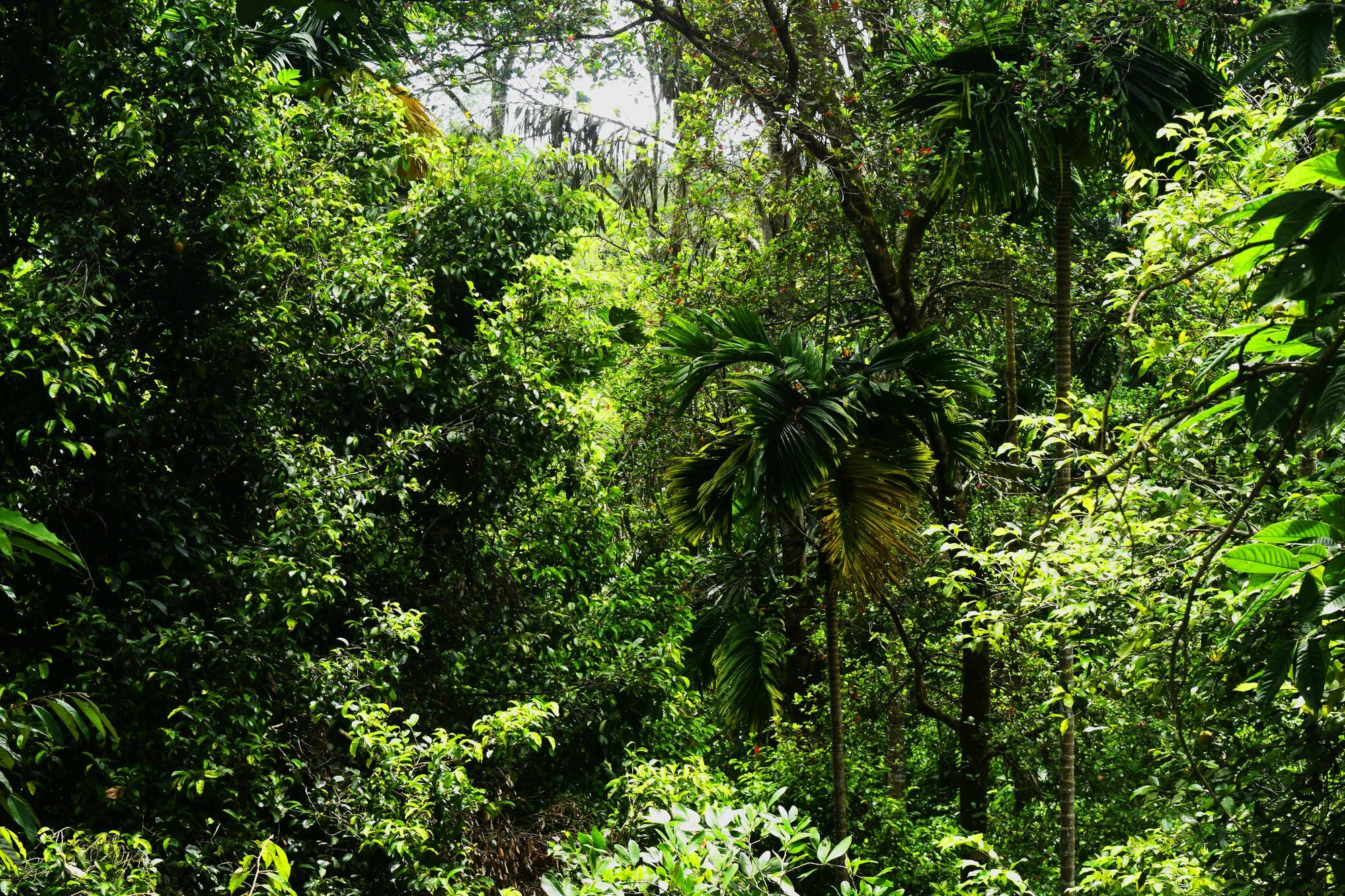 Avaana By Springhills Hotel Kandy Ngoại thất bức ảnh