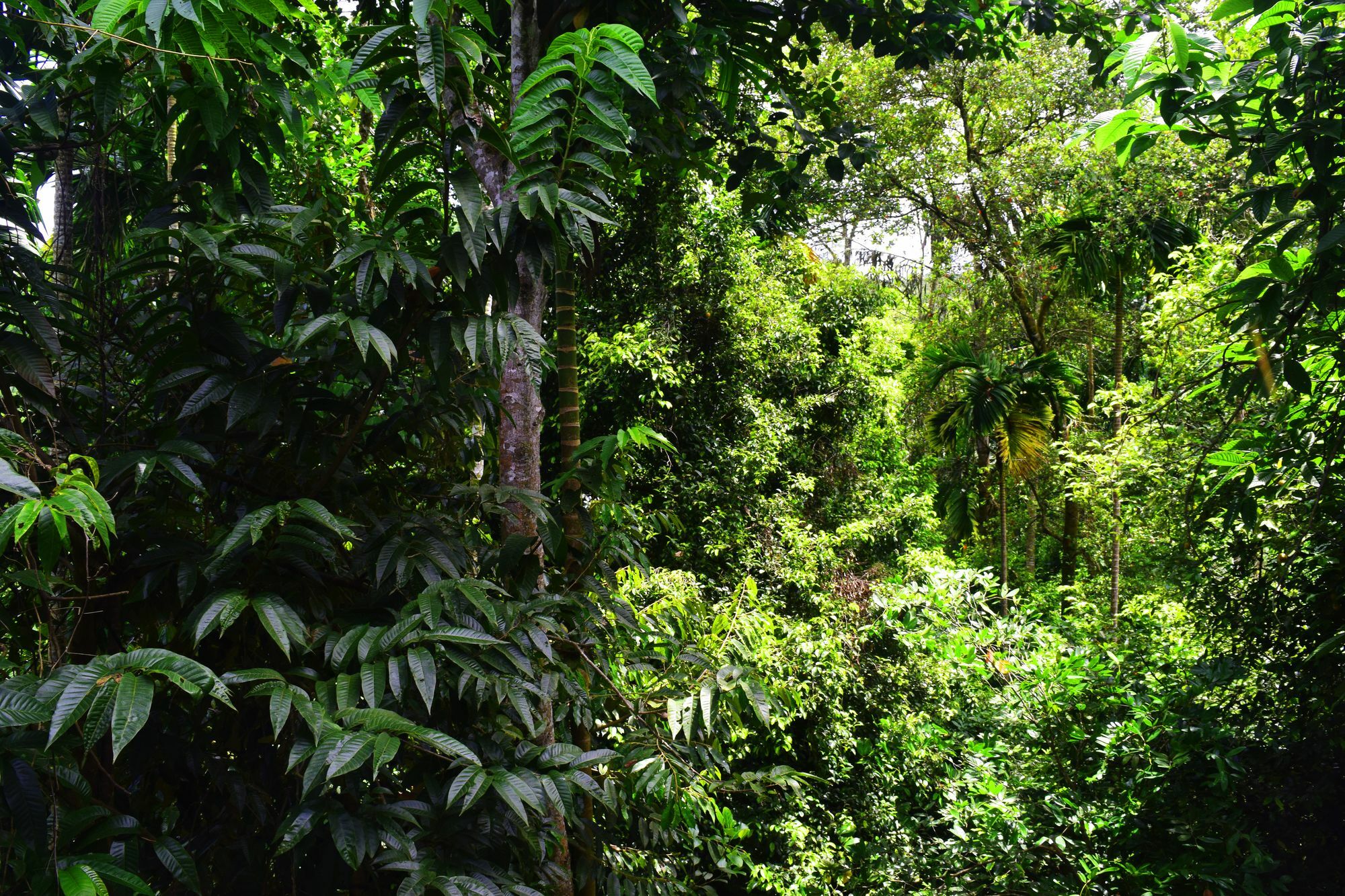 Avaana By Springhills Hotel Kandy Ngoại thất bức ảnh
